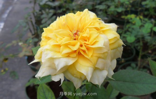 整理適合陽臺養(yǎng)的陽臺系列品種大全(圖8)