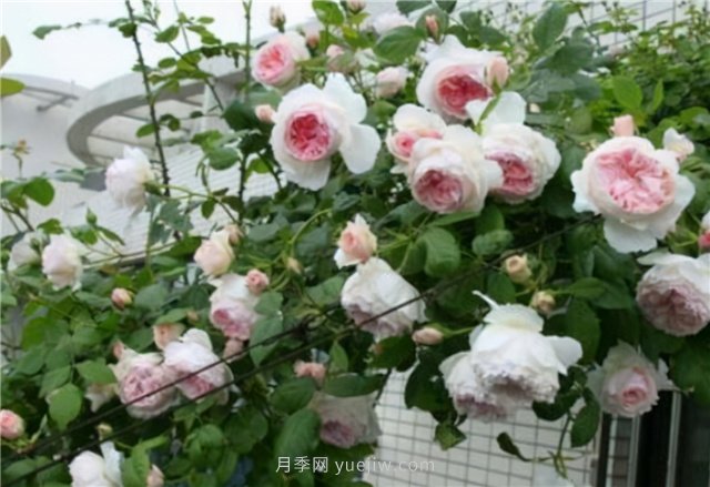 打造小型月季花墻，推薦4款藤本月季(圖3)
