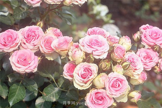 打造小型月季花墻，推薦4款藤本月季(圖5)