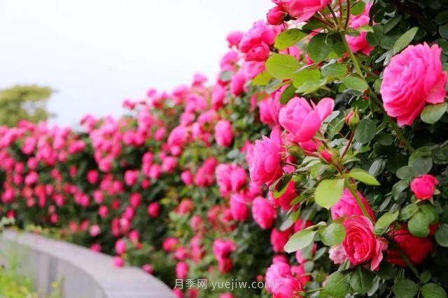 淮安初夏，從一場驚艷的月季花海開始！(圖1)