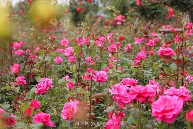 淮安初夏，從一場驚艷的月季花海開始！(圖2)