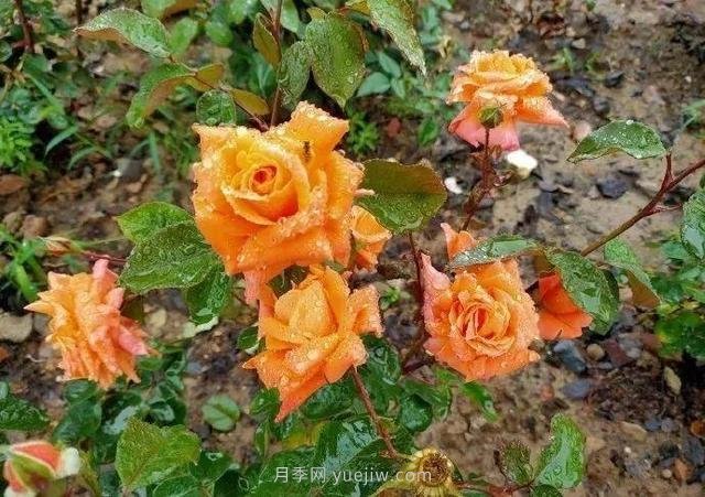 淮安初夏，從一場驚艷的月季花海開始！(圖5)