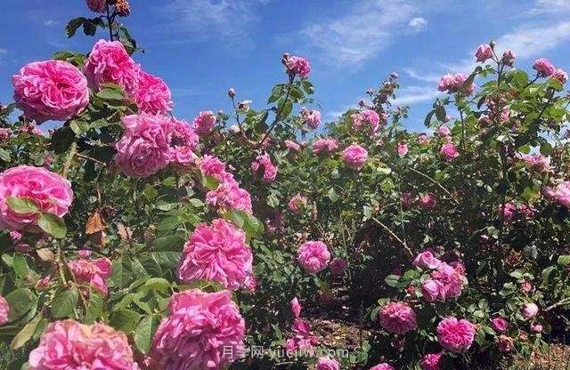 淮安初夏，從一場驚艷的月季花海開始！(圖6)