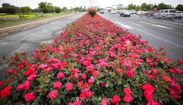 淮安初夏，從一場驚艷的月季花海開始！(圖7)