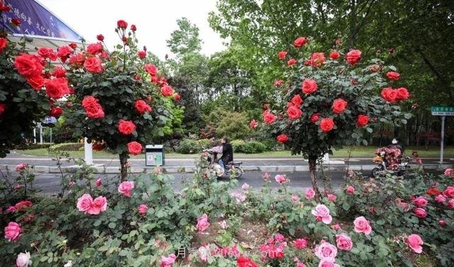 淮安初夏，從一場驚艷的月季花海開始！(圖8)