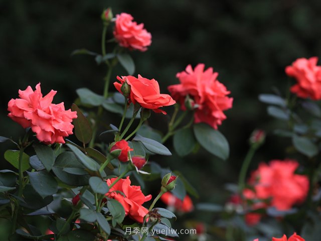 月季，盛開(kāi)在山野的玫瑰(原創(chuàng)散文)(圖1)