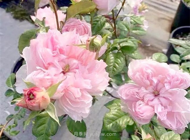 蝶之舞月季，蘇芬月季，兩款花型獨特的日系月季(圖1)