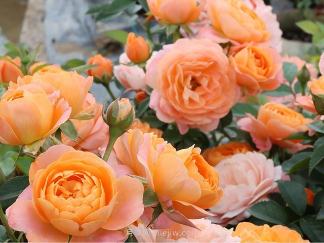 果汁陽(yáng)臺(tái)，2021年流行的必選陽(yáng)臺(tái)月季花品種(圖1)