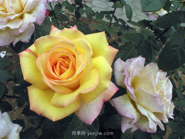 養(yǎng)花高手的5個好習(xí)慣，月季特別受用(圖1)