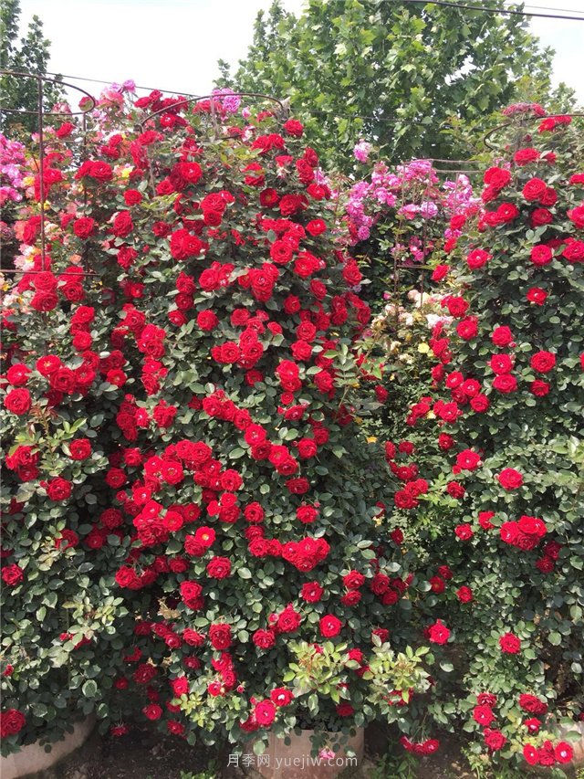 造型月季，月季花柱批發(fā)(圖2)