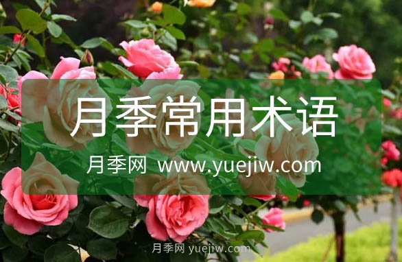 月季常用規(guī)格術(shù)語大全(圖1)