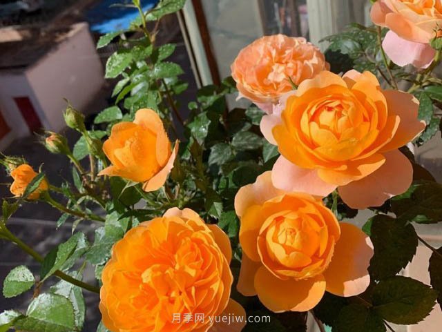 推薦適合夏天養(yǎng)的5種月季花，花量大不怕曬(圖2)