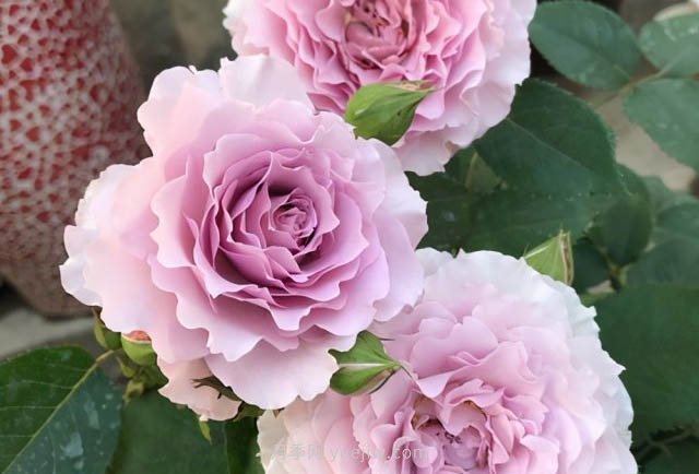 推薦適合夏天養(yǎng)的5種月季花，花量大不怕曬(圖5)