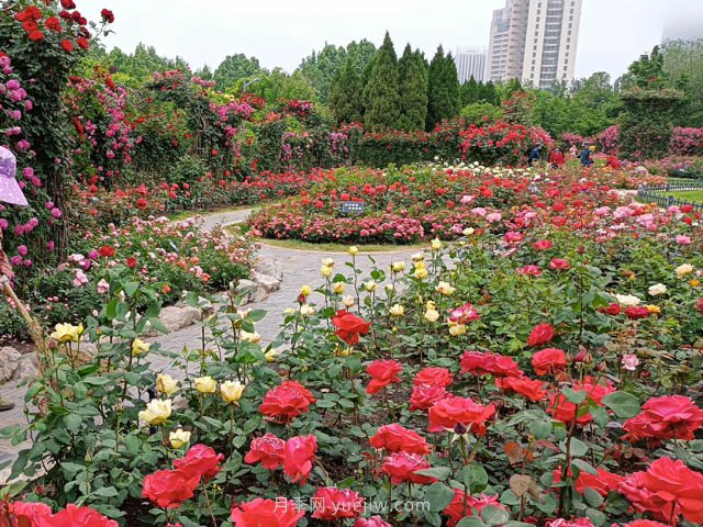 月季植物造景，塑造城市園林景觀(圖2)