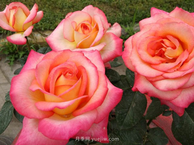 彩云月季，優(yōu)秀灌木大花月季，四季開(kāi)花庭院必養(yǎng)(圖3)