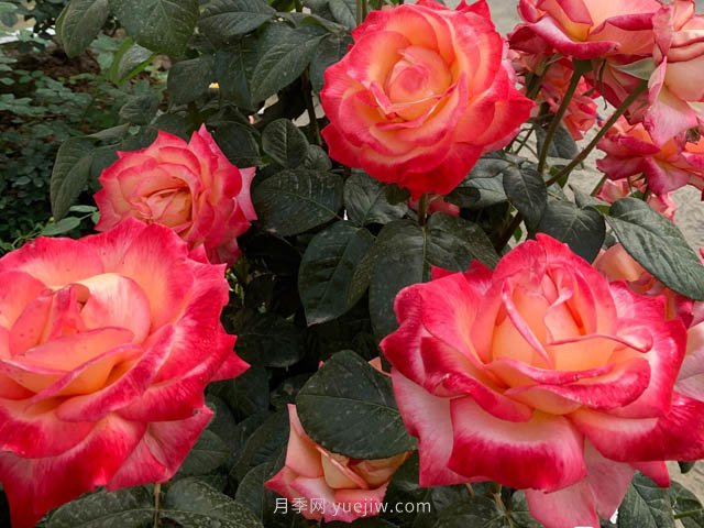 彩云月季，優(yōu)秀灌木大花月季，四季開(kāi)花庭院必養(yǎng)(圖2)
