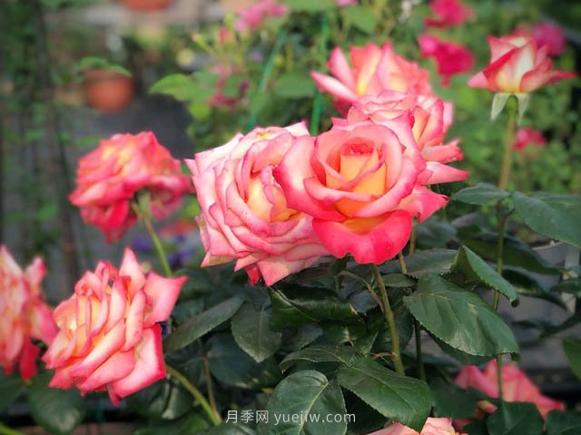 彩云月季，優(yōu)秀灌木大花月季，四季開(kāi)花庭院必養(yǎng)(圖1)