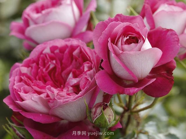 美心月季，古典月季和現(xiàn)代風(fēng)格的創(chuàng)造性結(jié)合(圖1)