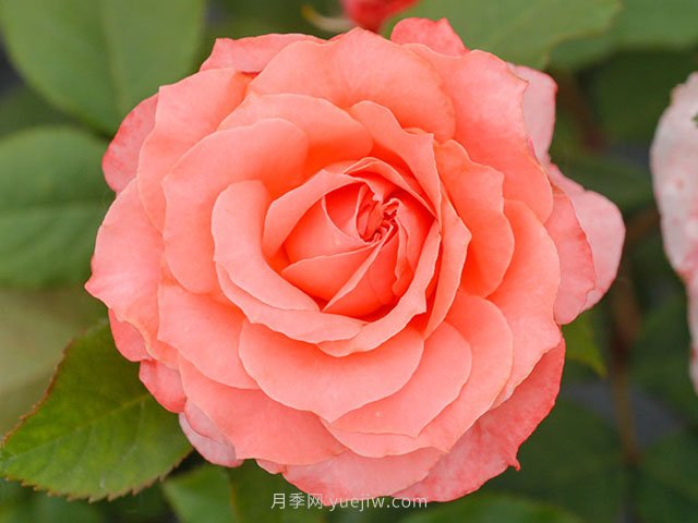 珊瑚果凍月季的優(yōu)缺點(diǎn)是什么？(圖1)