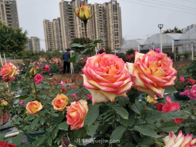田園綜合體是什么？搞什么？怎么搞？(圖1)
