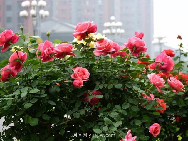 夏季苗木容易出現(xiàn)日灼現(xiàn)象？如何才能進(jìn)行預(yù)防？(圖2)