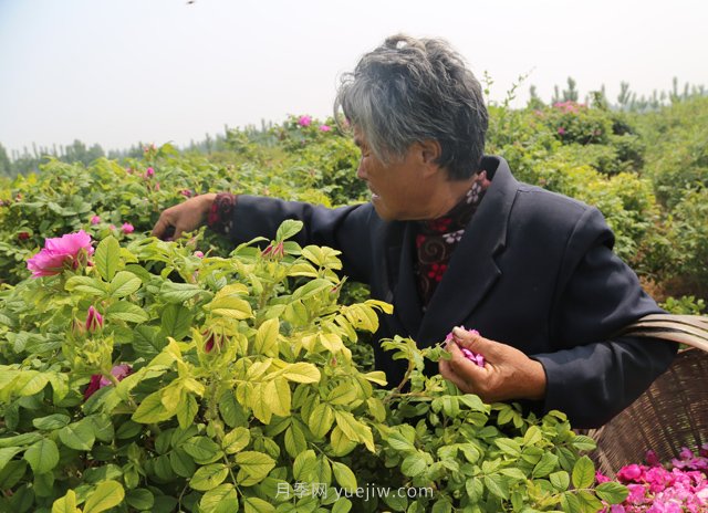 新鄉(xiāng)輝縣：繽紛玫瑰撲鼻香 幸?；ㄩ_富老鄉(xiāng)(圖1)