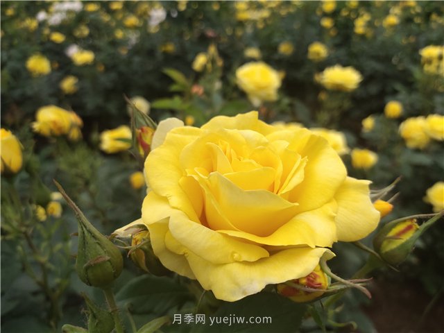 為什么越來越多的月季花友拋棄歐月？這些缺點(diǎn)是很多人的痛點(diǎn)(圖1)