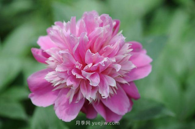 林下耐陰的中藥材有哪些？推薦4種(圖1)