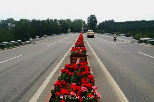 洛陽(yáng)嵩縣月季美化，使公路變成了靚麗的風(fēng)景線(圖1)