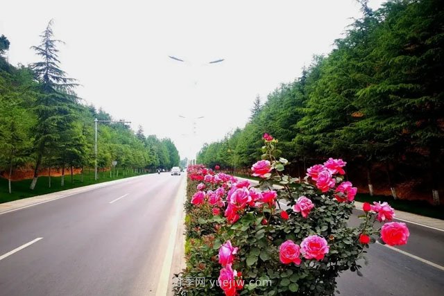 洛陽(yáng)嵩縣月季美化，使公路變成了靚麗的風(fēng)景線(圖3)