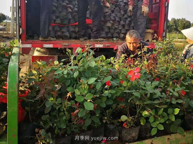 夏季工程綠化不適合種月季苗！不存在！做好5點(diǎn)成活率不用擔(dān)心(圖2)