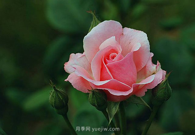 月季花需要在什么時(shí)候扦插？扦插的辦法有哪些？(圖1)