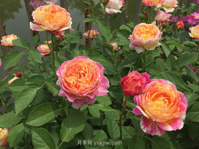 月季缺肥的現(xiàn)象是什么？如何給月季補(bǔ)充肥料？(圖1)