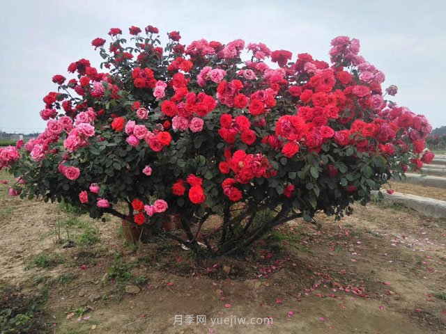 樹樁月季養(yǎng)護(hù)，這4個(gè)問題要注意(圖1)