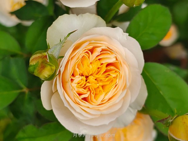 切花月季知識百科(圖1)
