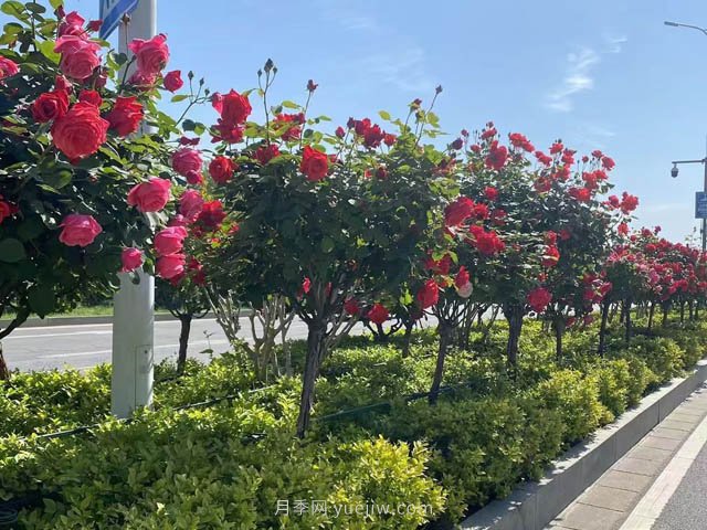 河南樹狀月季適合的移植時間(圖1)