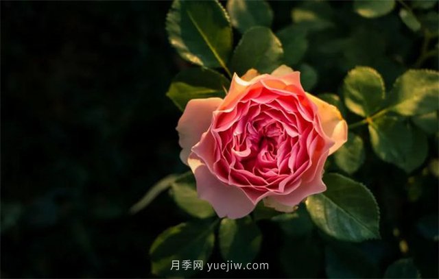 昆明李淑斌深山搞科研，為晉寧月季插“芯片”(圖1)