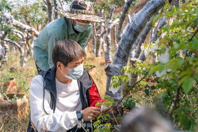 昆明李淑斌深山搞科研，為晉寧月季插“芯片”(圖2)