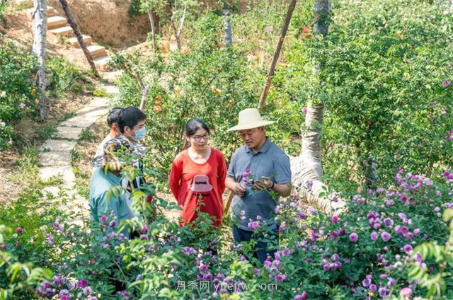 昆明李淑斌深山搞科研，為晉寧月季插“芯片”(圖3)