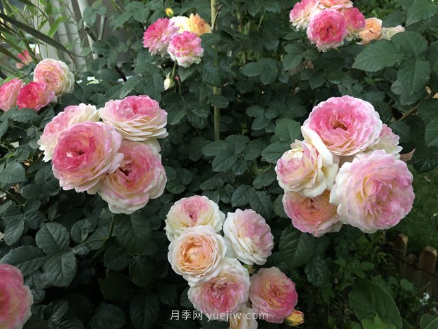 羅曼尼詹森月季，擁有彩色的月季花墻(圖1)