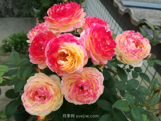 羅曼尼詹森月季，擁有彩色的月季花墻(圖2)