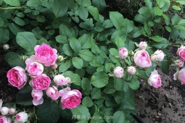天狼家胭脂扣月季，花友反饋很贊(圖3)