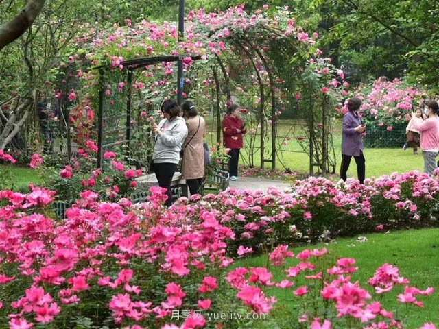 夏天月季花要虐著養(yǎng)，才能催花爆筍快(圖1)