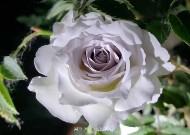加百列大天使月季，優(yōu)點多缺點也多的日本月季(圖1)