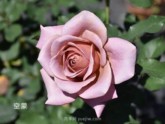 天津市市花？是月季嗎(圖1)