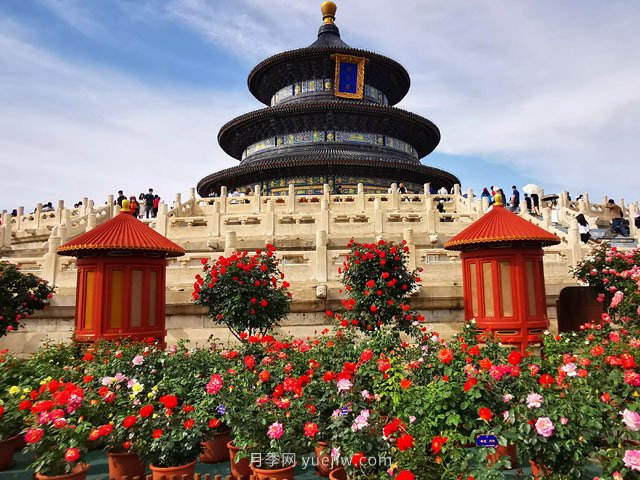 北京市花是月季嗎？(圖1)