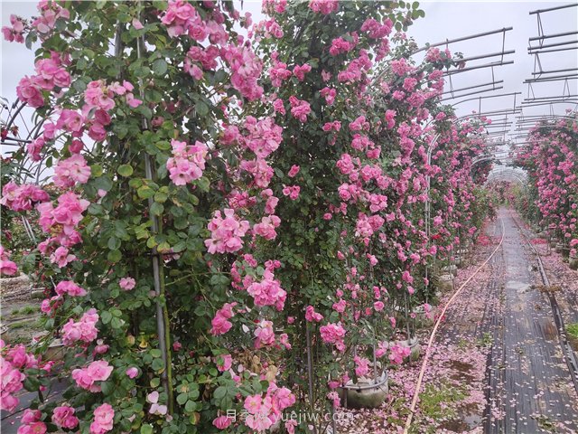 爬墻植物大集合，讓你的庭院瞬間高大上(圖1)