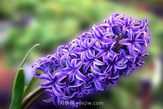 風信子什么時候種植比較好？(圖1)