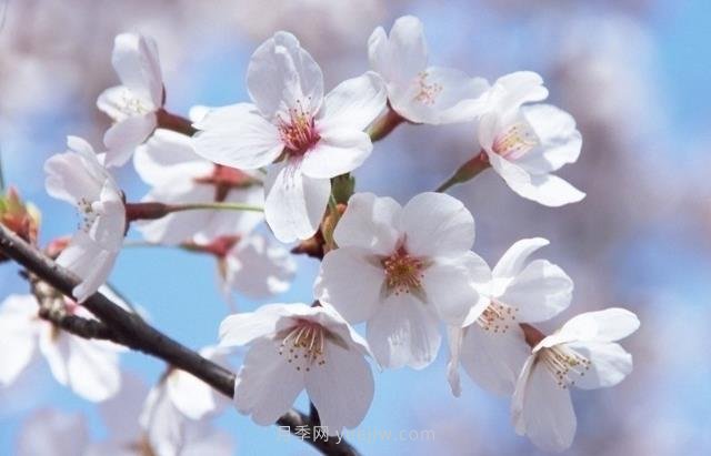 櫻花一般開多久？櫻花一般持續(xù)多久？  5號網版權所有(圖1)