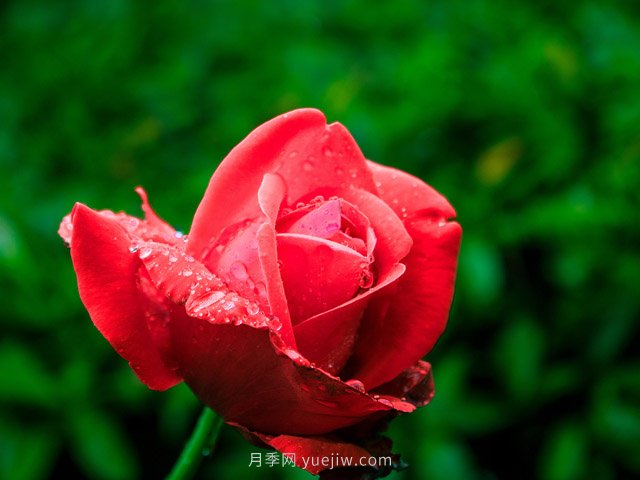 月季花可以放在室內養(yǎng)嗎？(圖1)